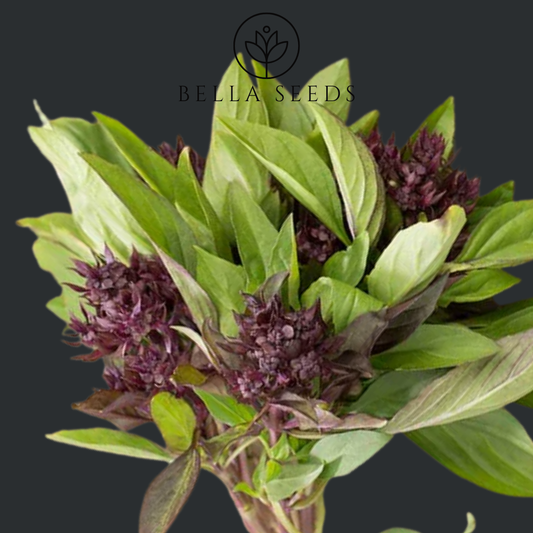 Basil Siam Queen