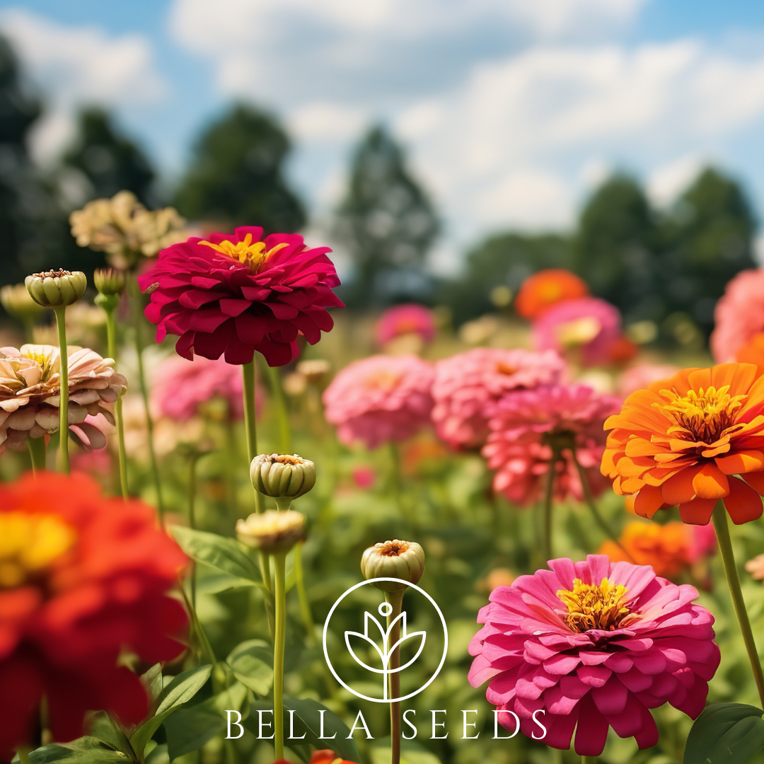 Zinnia Benary's Giant Mix