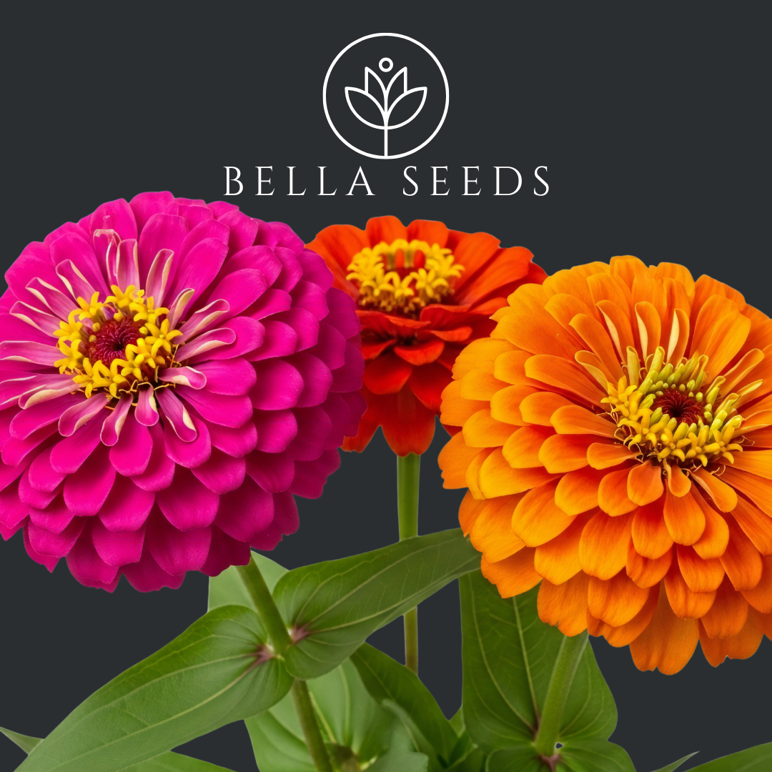 Zinnia Benary's Giant Mix