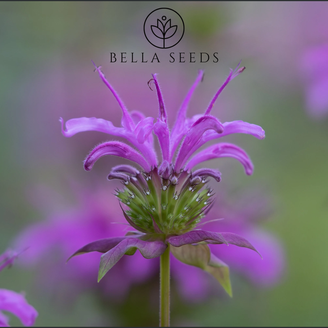 Wild Bergamot