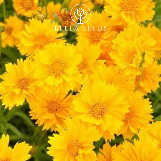 Coreopsis Sunburst