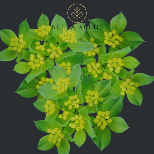 Bupleurum Green Gold