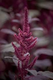 Amaranth Oeschberg