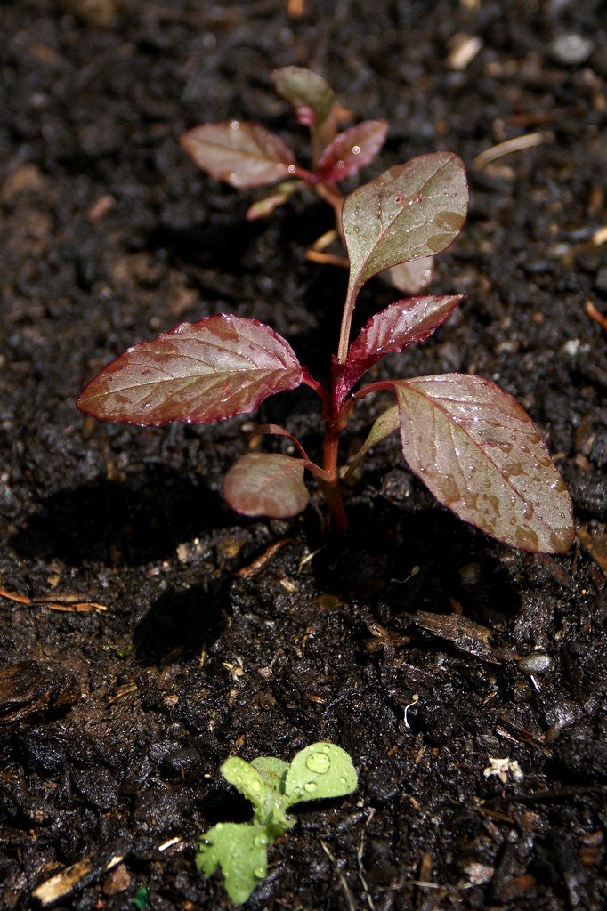 Amaranth Oeschberg