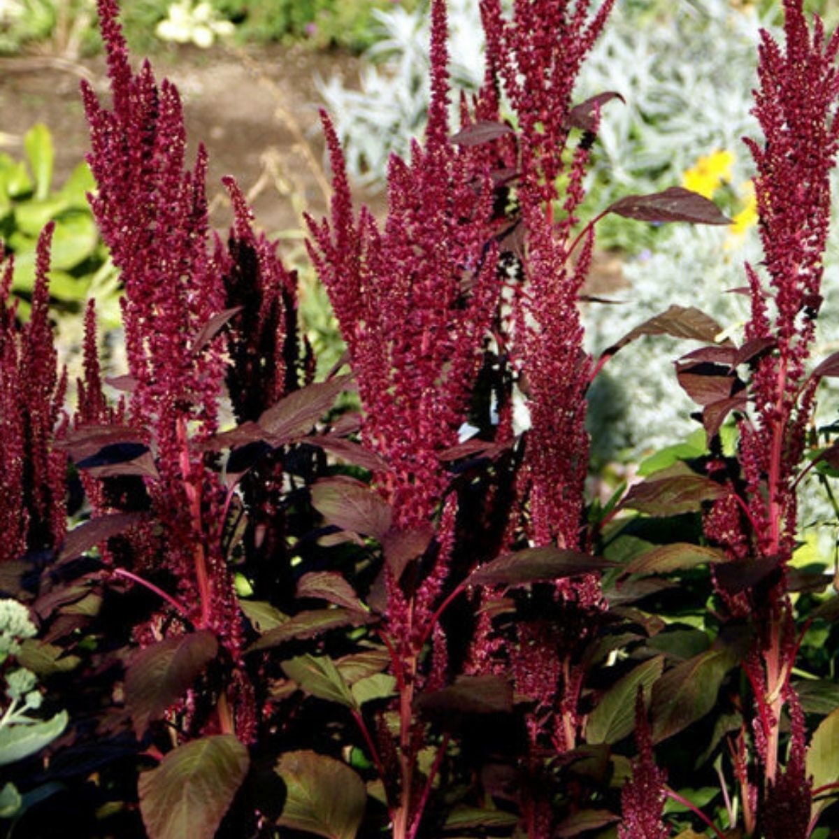 Amaranth Oeschberg