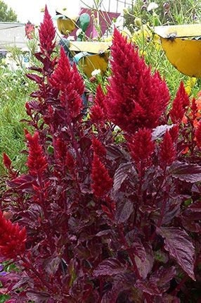 Celosia Wine Red
