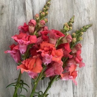 Snapdragon Madame Butterfly Bronze F1