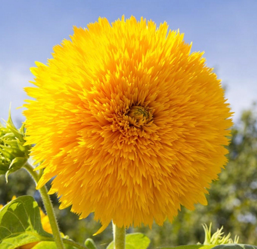 Sunflower Teddy Bear