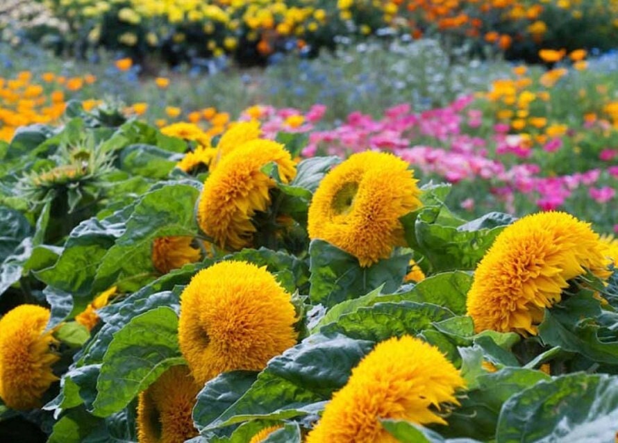 Sunflower Teddy Bear