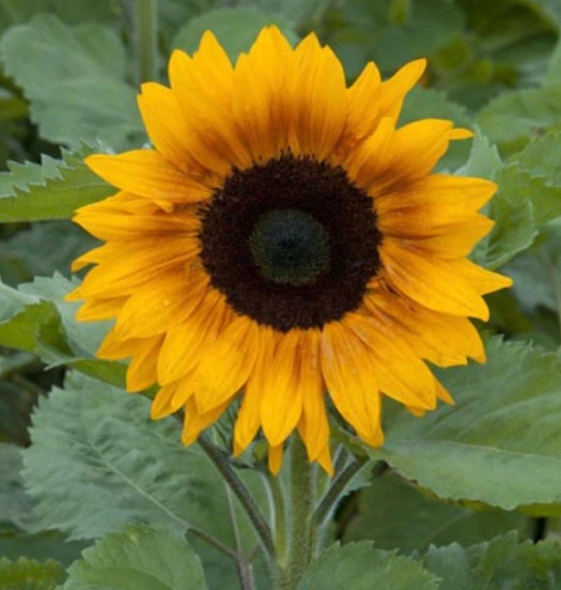 Sunflower Copper Queen