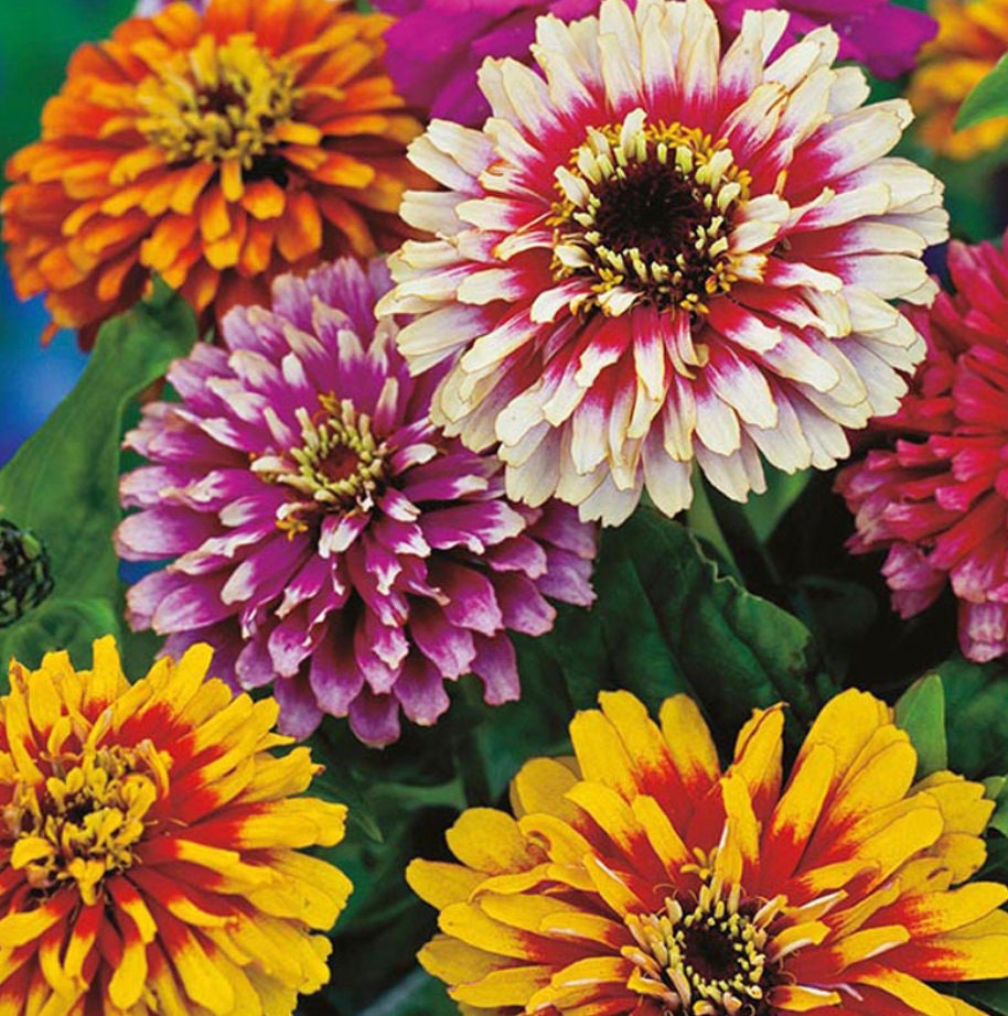 Zinnia Whirligig Mix