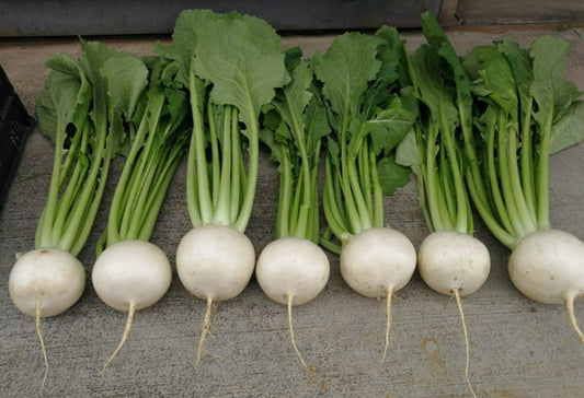 Turnip Silky Sweet Hybrid