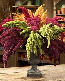Amaranth Oeschberg
