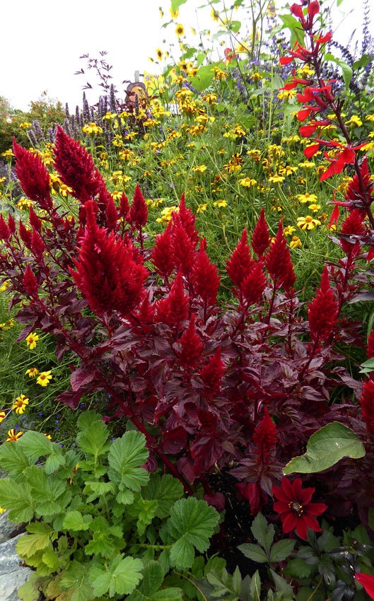 Celosia Wine Red