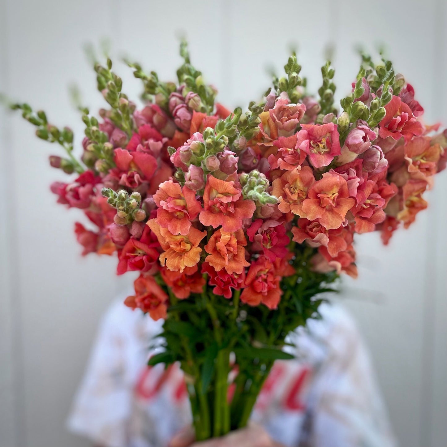 Snapdragon Madame Butterfly Bronze F1