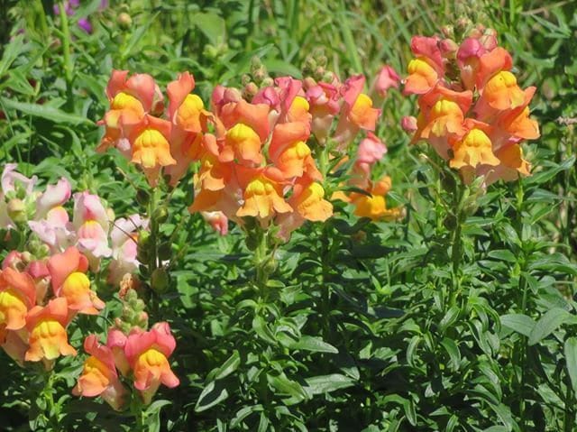 Snapdragon Dwarf Magic Carpet