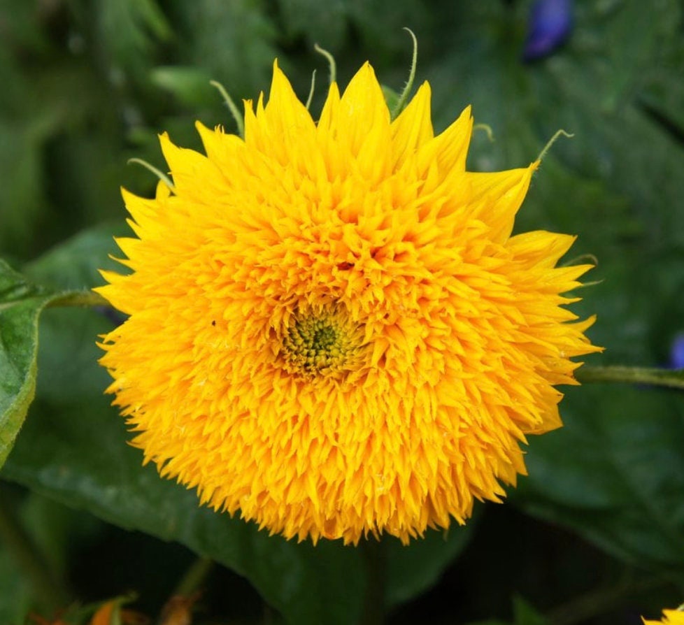 Sunflower Teddy Bear