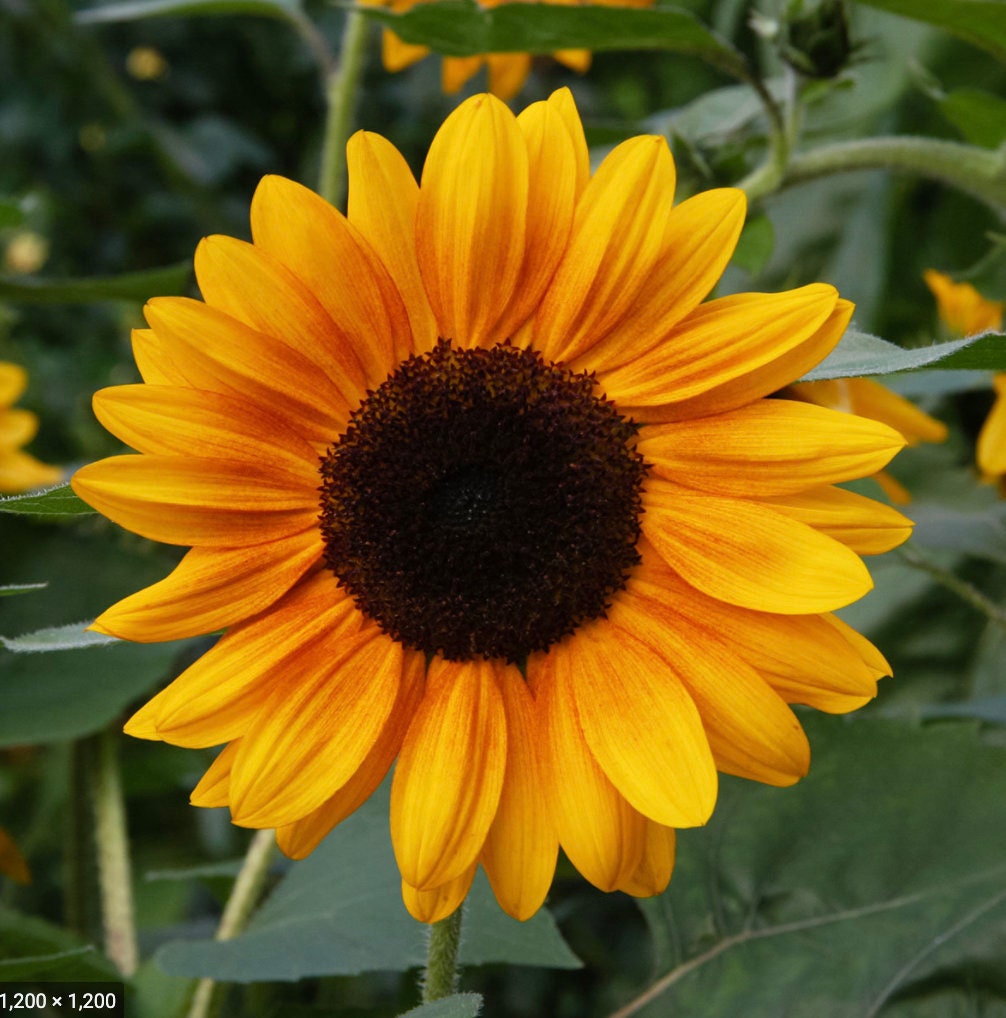 Sunflower Copper Queen