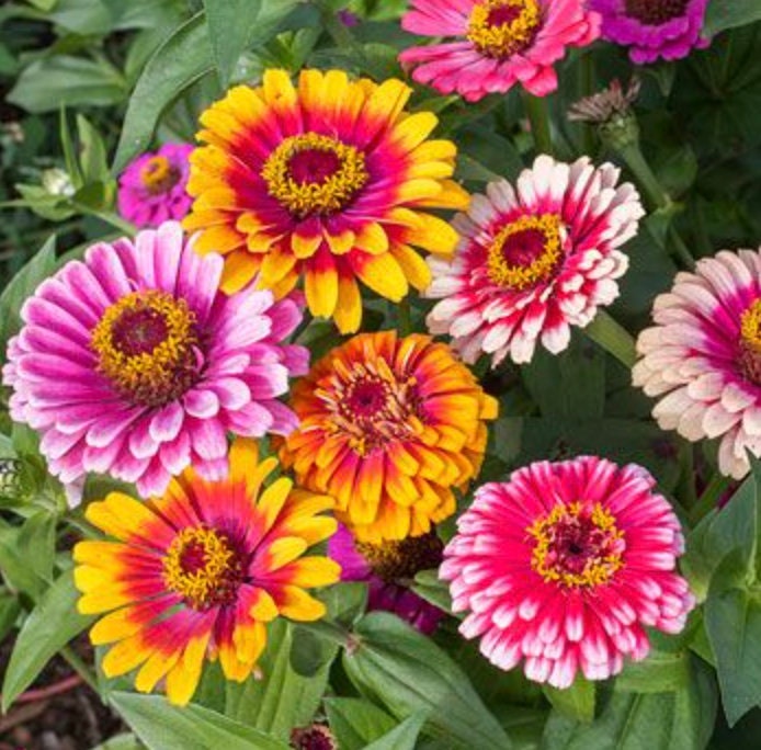 Zinnia Whirligig Mix