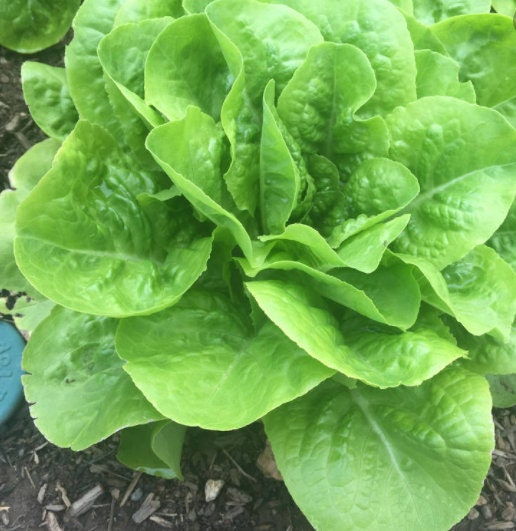 Buttercrunch Lettuce Seeds 1.5g (~750 seeds) ORGANIC, Heirloom Seeds - Open Pollinated, Non GMO, Heirloom Seeds, Lettuce Seeds, Vegetable