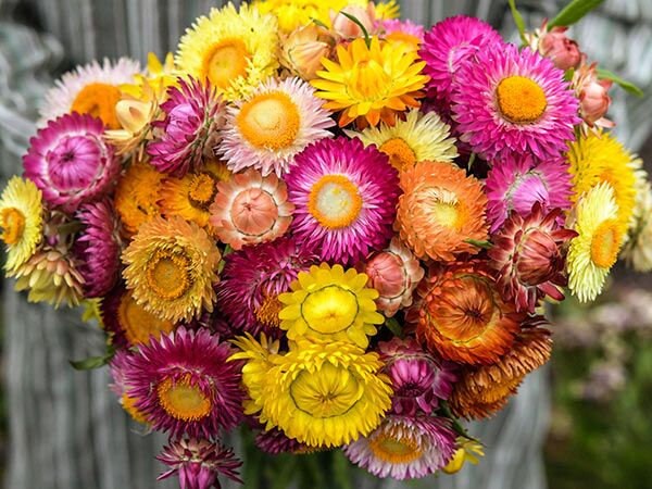 Strawflower Tall Double Mix