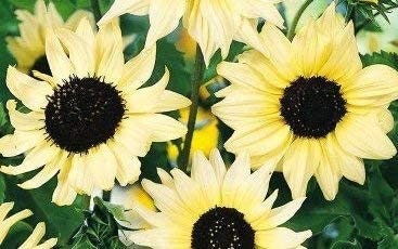 Sunflower Vanilla Ice