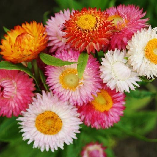 Strawflower Swiss Giant