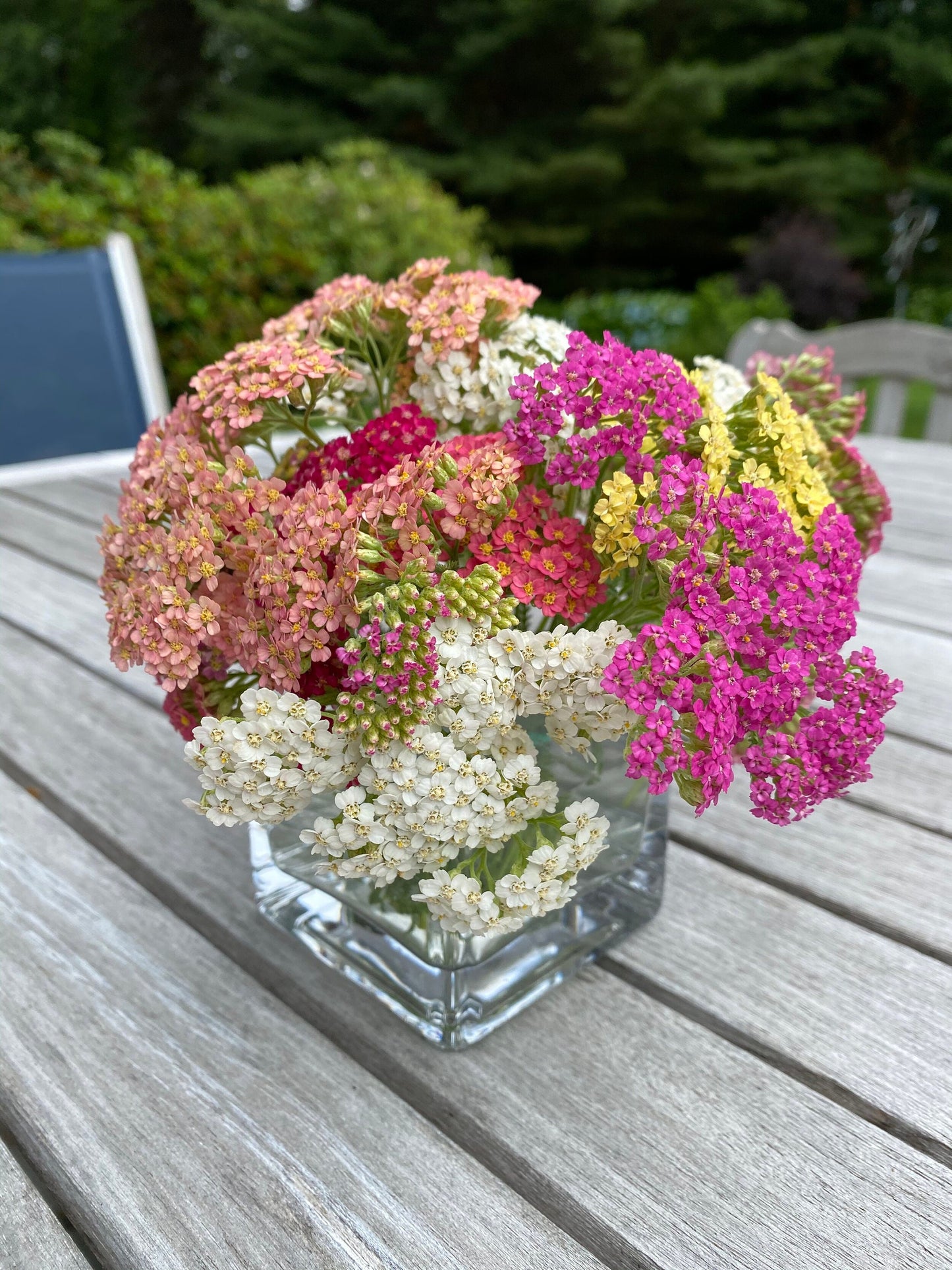 Yarrow Summer Berries