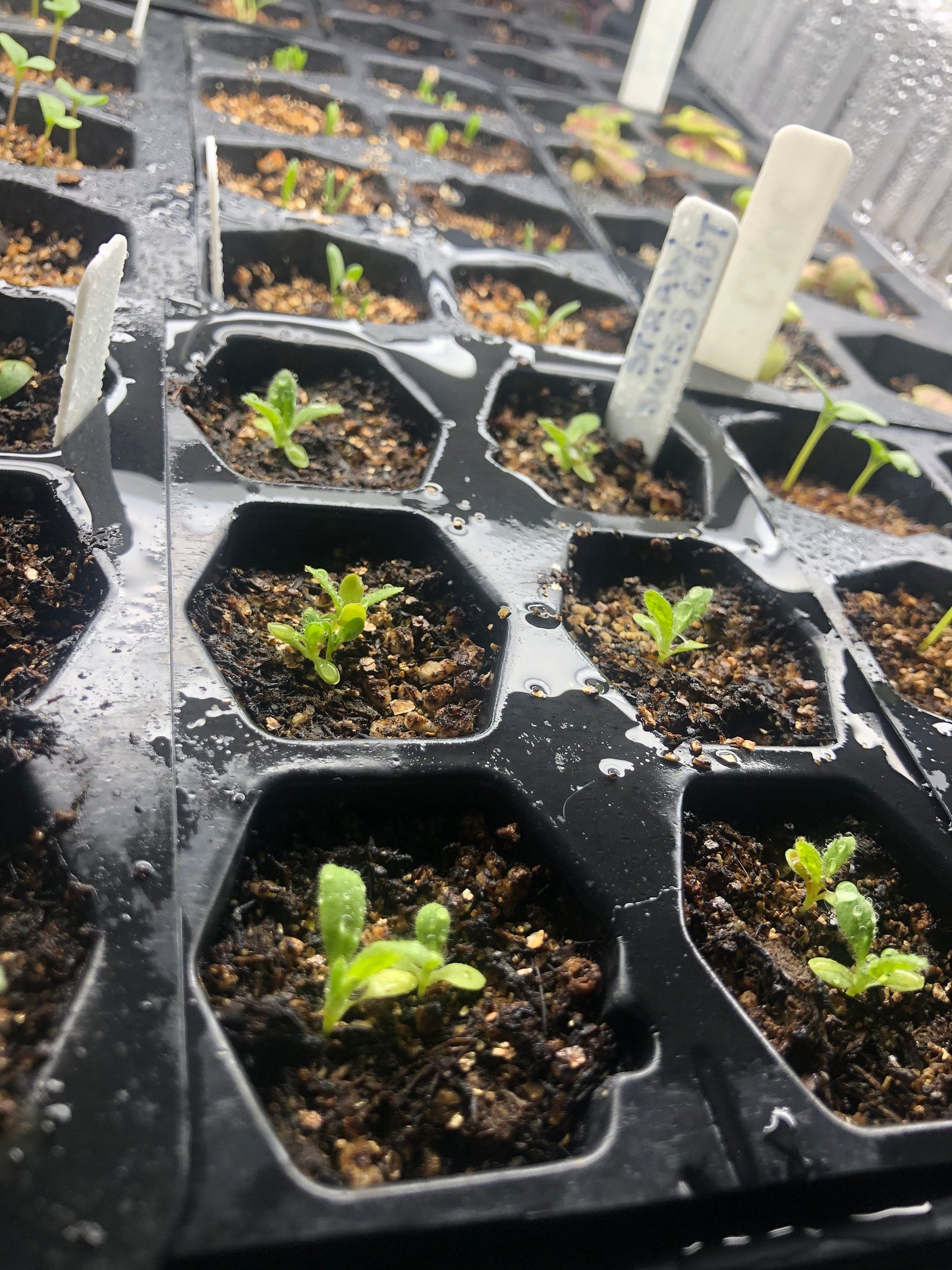 Strawflower King Size Fireball