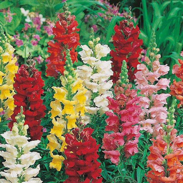 Snapdragon Tall Rust Resistant Mix