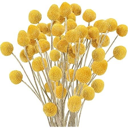 50 Craspedia globosa seeds, Billy Button Seeds, Dried Flowers, Globe Blooms, Yellow Balls