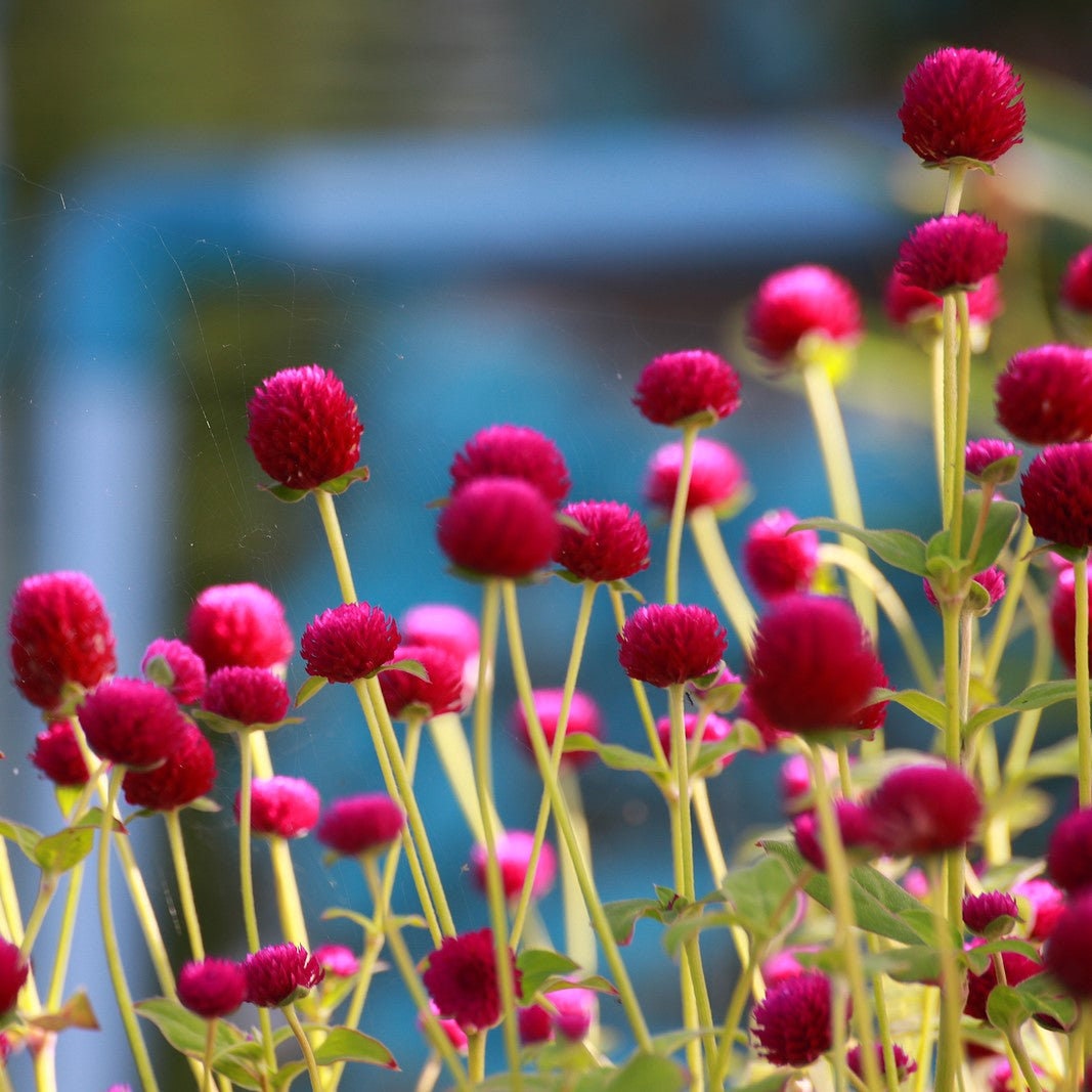 Gomphrena QIS Carmine