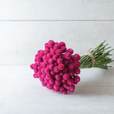 Gomphrena QIS Carmine