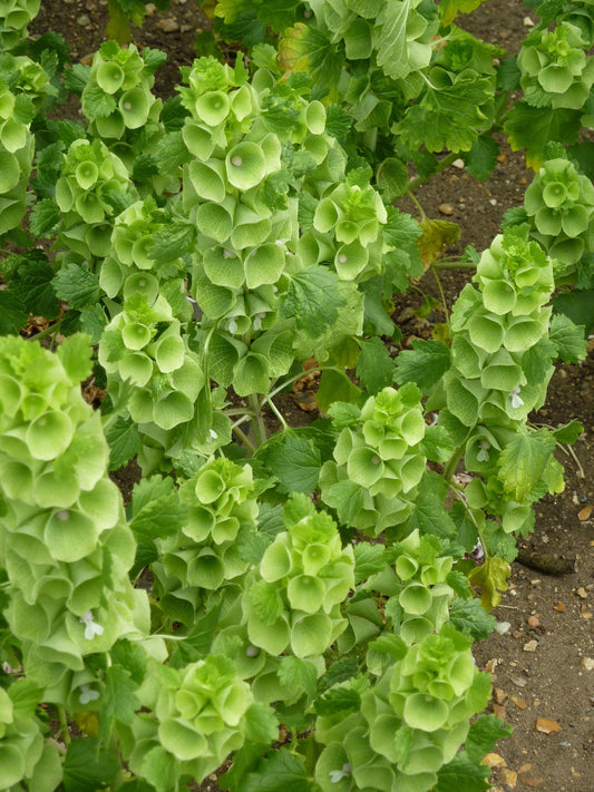 Bells of Ireland