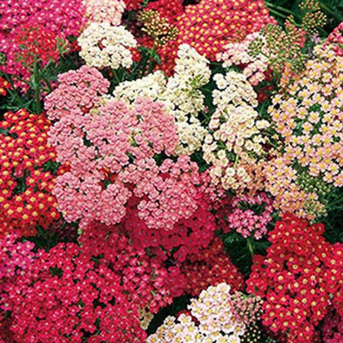 Yarrow Summer Berries