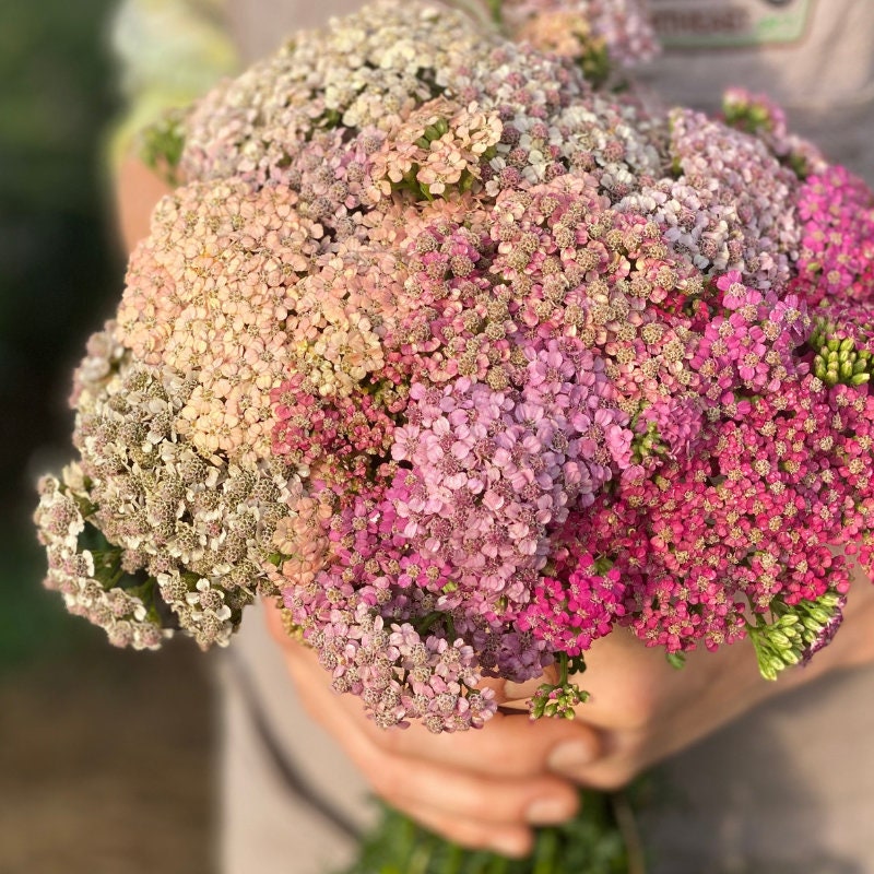 Yarrow Summer Berries