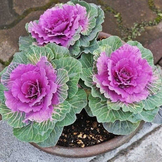 Red Flowering Kale Seeds || Ornamental Plant Seeds || Easy to Grow Flowers || Gardening Gift || Organic Seeds