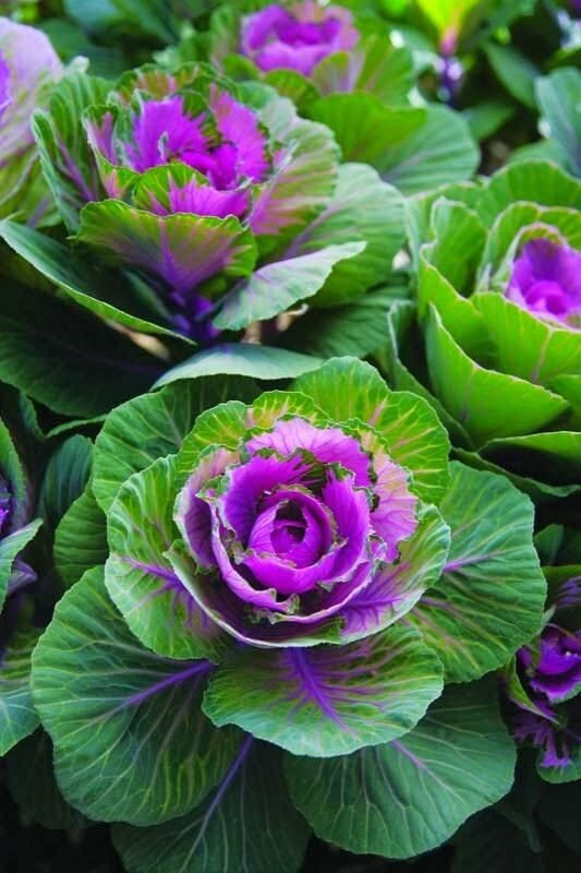Cabbage (Ornamental) Crane Red F1