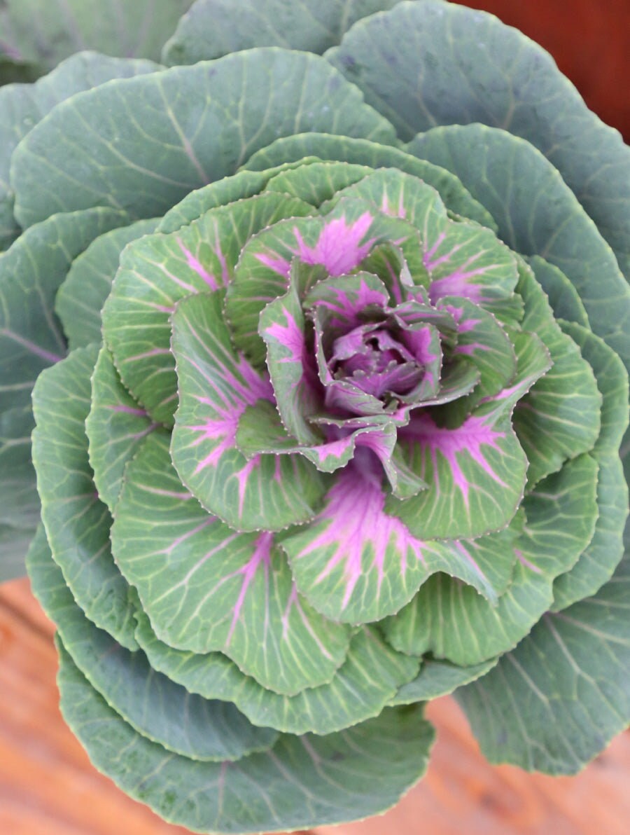 Cabbage (Ornamental) Crane Red F1
