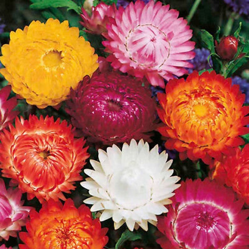 Strawflower Swiss Giant