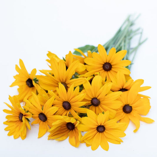 Rudbeckia Indian Summer