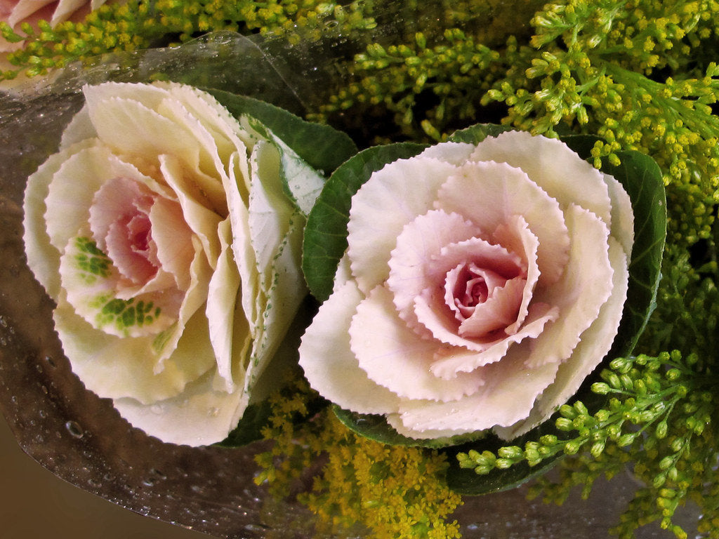 Cabbage (Ornamental) Crane Pink
