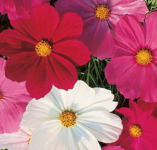 Cosmos Sensation Tall Mix