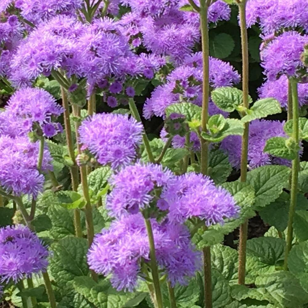 Ageratum Tall Blue Planet (F1)