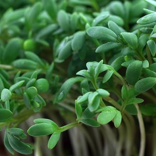 Extra Fine Curled Cress