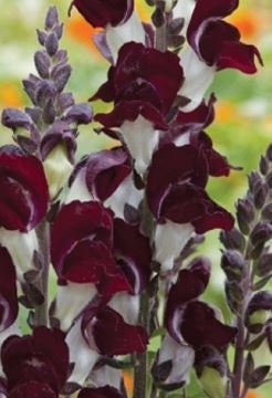 Snapdragon Night and Day