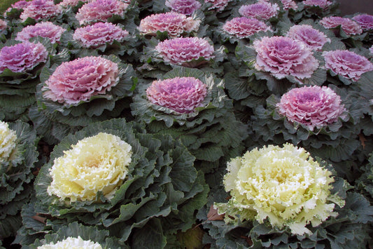 Osaka Mix Cabbage Seeds, Ornamental Cabbage Brassica Oleracea 20 Seeds