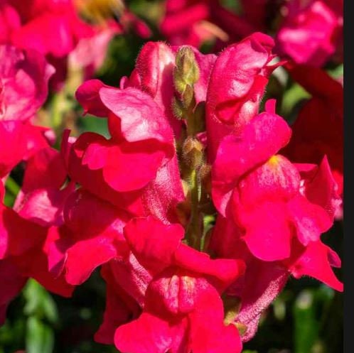 Snapdragon Ruby Red