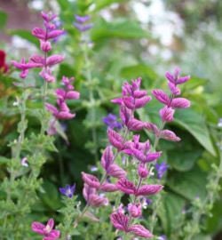 Salvia Pink Sunday
