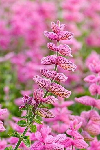 Salvia Pink Sunday